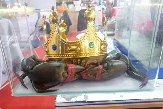 Tháo gỡ nút thắt trong chuỗi giá trị ngành cua Cà Mau