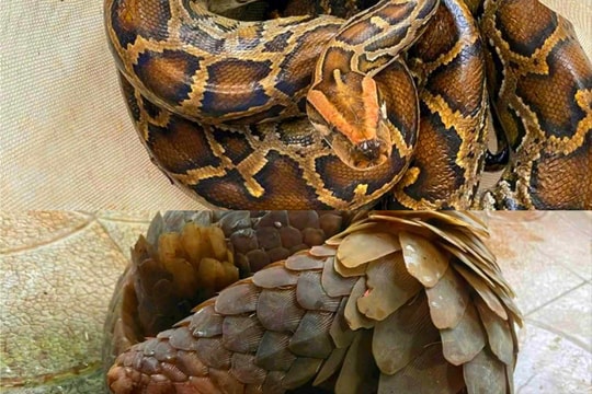 Người dân giao nộp Trăn, Tê tê thả về tự nhiên