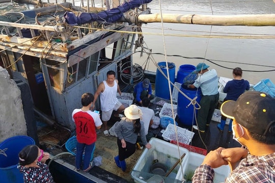 Thanh Hóa lập tổ công tác xử lý tàu cá mất kết nối thiết bị giám sát hành trình
