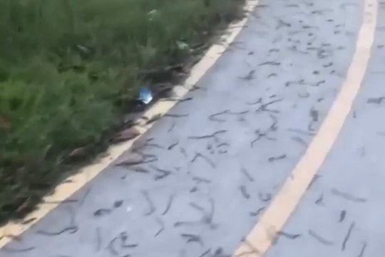 Sau mưa lớn, hàng nghìn con giun đất bò kín đoạn đường