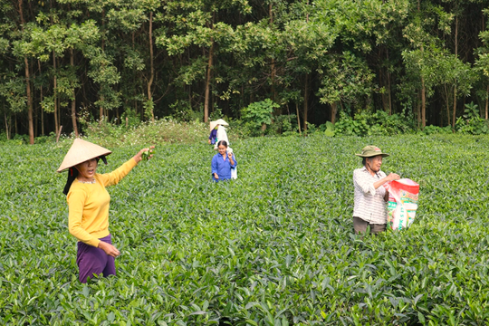 Thái Nguyên đẩy mạnh mô hình sinh kế, tạo chuyển biến rõ nét trong giảm nghèo bền vững