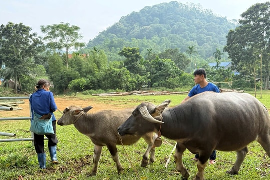 Giảm nghèo từ gốc: Thanh Hóa gắn chính sách an sinh với phát triển sản xuất