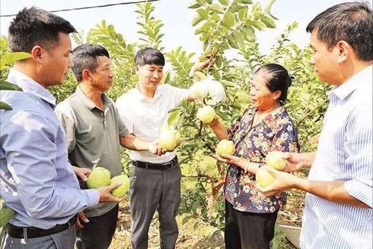 Bắc Ninh: Giảm nghèo bền vững trong kỷ nguyên số