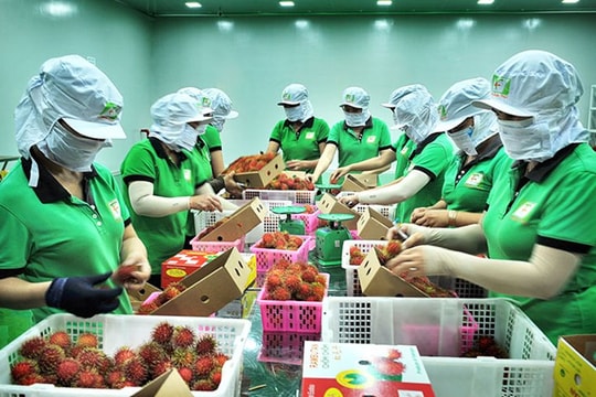Xuất khẩu rau quả định vị lại vị thế tại thị trường khó tính