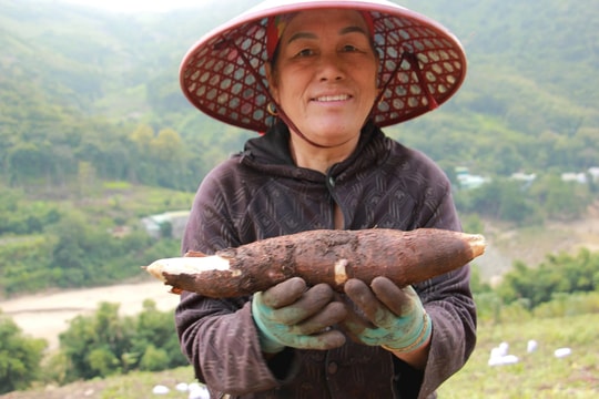 Mường Lát rộn ràng mùa sắn vàng