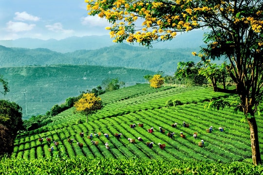 Lễ hội Trà Quốc tế 2025 –động lực phát triển ngành Trà