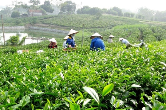 Thái Nguyên tăng tốc xây dựng nông thôn mới, tạo nền tảng giảm nghèo bền vững