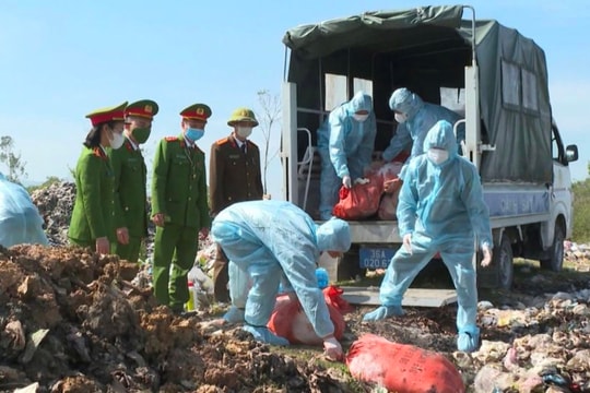 Phát hiện hơn nửa tấn lợn nhiễm dịch tả lợn châu Phi