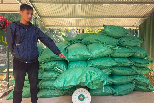 Thu giữ hơn 1,7 tấn cau khô vận chuyển trái phép qua biên giới