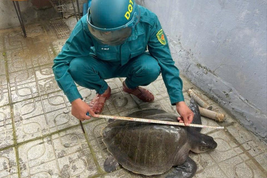 Ngư dân Đà Nẵng bàn giao đồi mồi dứa quý hiếm