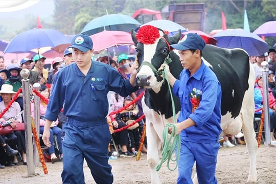 Hoa hậu bò sữa Mộc Châu 2026: Tôn vinh nghề chăn nuôi bò
