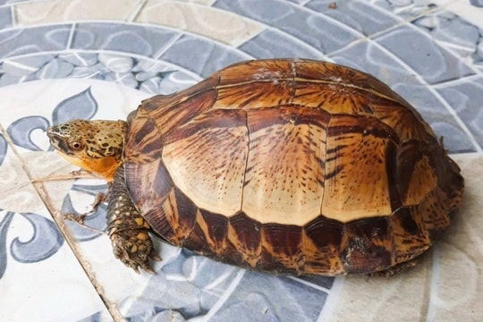 Nghệ An: Người dân nhặt được rùa hộp trán vàng quý hiếm