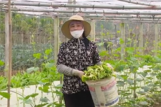 Phụ nữ nhiều xã của Hà Nội tiên phong xây dựng "Cánh đồng xanh 3-0"