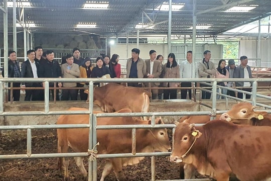 Khuyến nông đổi mới để dẫn dắt phát triển nông nghiệp bền vững