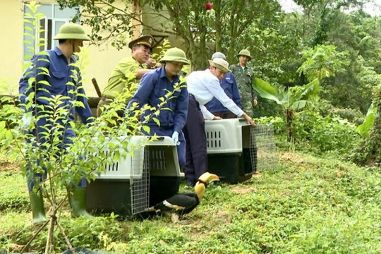 Quảng Trị: Tăng cường thực thi pháp luật công tác bảo tồn đa dạng sinh học