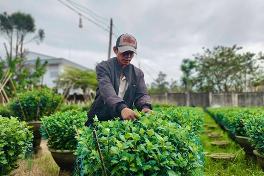 Mưa kéo dài, người trồng hoa cúc lo mất Tết