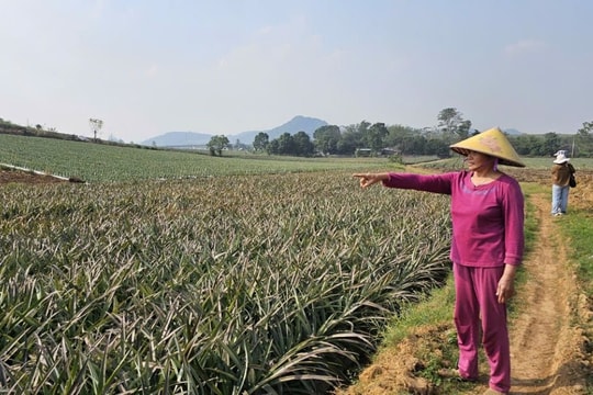 Xác định nguyên nhân dứa chết bất thường khiến người dân lo lắng