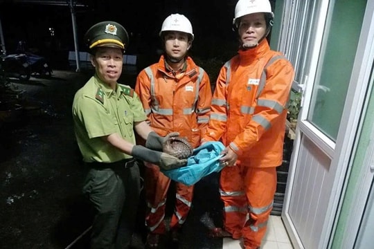 Hai công nhân điện lực cứu hộ cá thể tê tê Java quý hiếm