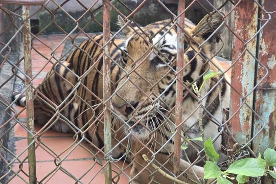 "Đột kích" cơ sở nuôi nhốt động vật hoang dã ở TP.HCM