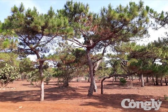 Gia Lai: Chấp thuận chủ trương đầu tư sân golf Đak Đoa hơn 1.150 tỷ đồng