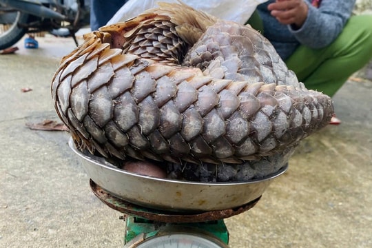 Thả cá thể tê tê quý hiếm về rừng