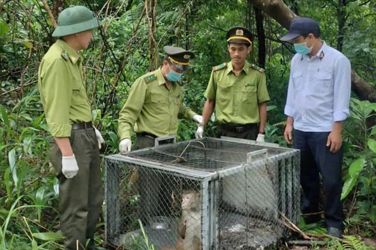 VQG Bạch Mã cứu hộ, tái thả hàng trăm động vật quý hiếm về tự nhiên