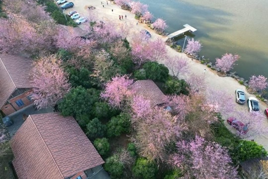 Măng Đen hứa hẹn "hút khách" mùa hoa anh đào