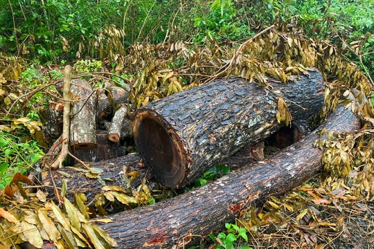 Cần Thơ siết chặt quản lý, bảo vệ cảnh quan di tích sau vụ đốn hạ hàng chục cây xanh