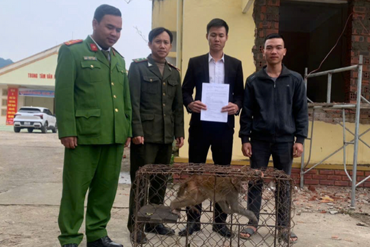 Vận động giao nộp cá thể Khỉ vàng thuộc danh mục nguy cấp