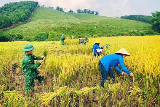 Tối thiểu 50% kinh phí cấp xã dành cho hỗ trợ sản xuất lúa