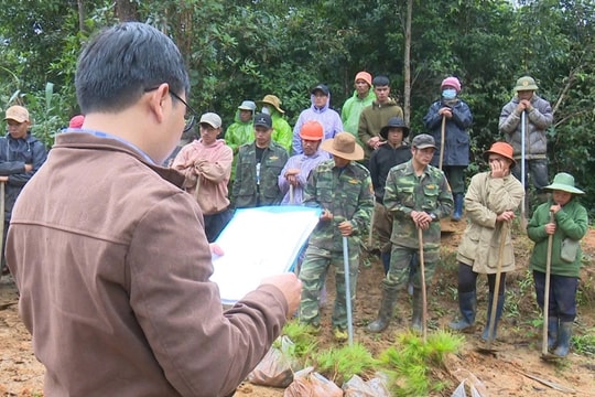 Xử phạt 4 trường hợp chiếm đất rừng sản xuất trái phép