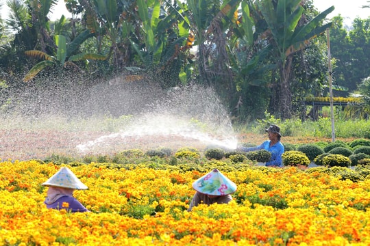 Đồng Tháp tất bật chuẩn bị cho Festival Hoa – Kiểng Sa Đéc lần II