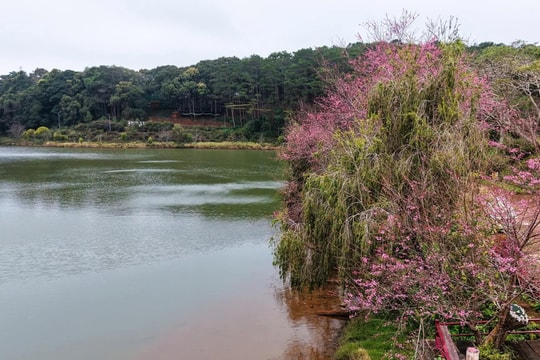 Hoa anh đào Măng Đen nở rộ, hút khách dịp Tết Dương lịch