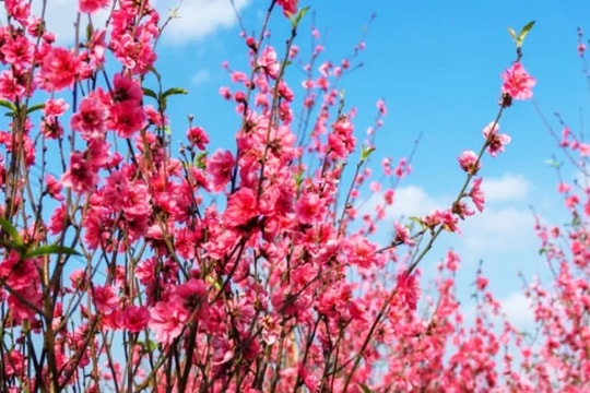 Đảm bảo nhân dân đón Tết Bính Ngọ 2026 vui tươi, an toàn, tiết kiệm