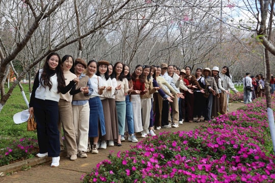 Du khách nườm nượp về Măng Đen ngắm hoa anh đào
