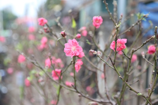 Hình ảnh hoa đào xuống phố sớm