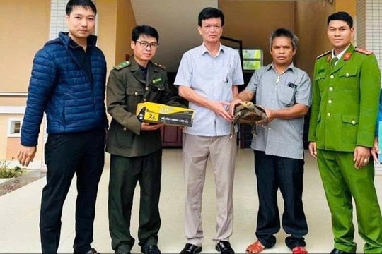 Người dân giao nộp rùa núi viền quý hiếm