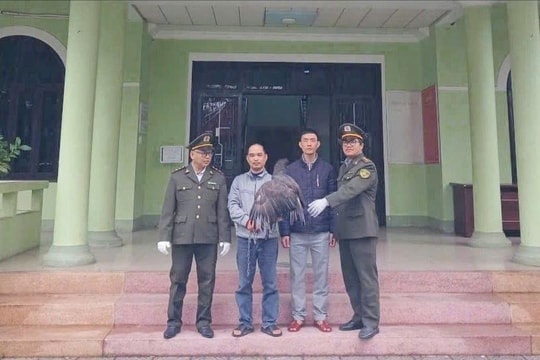 Thả đại bàng đen về tự nhiên