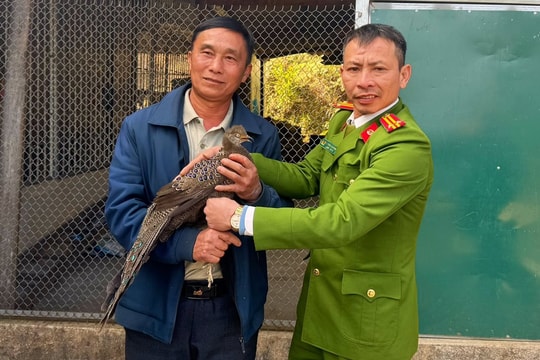 Người dân tự nguyện giao nộp gà tiền mặt vàng quý hiếm
