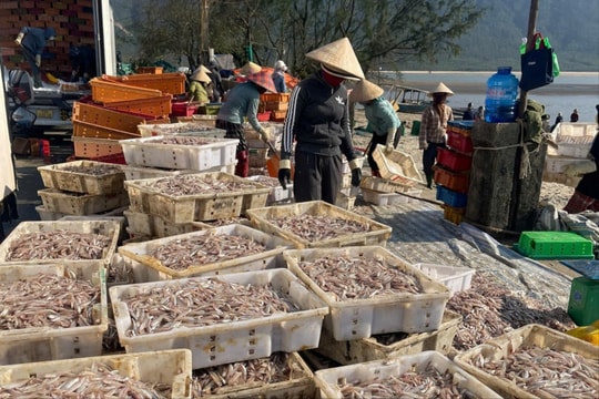 Hà Tĩnh: Ngư dân liên tiếp trúng đậm cá cơm và ruốc biển