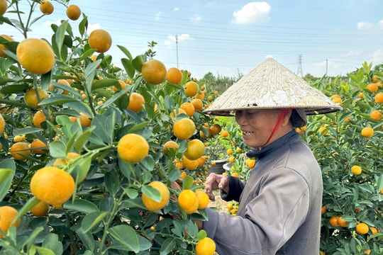 Thủ phủ quất Tết Hội An phấn khởi khi lượng tiêu thụ mạnh