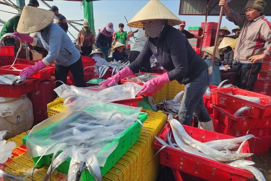 Ngư dân trúng đậm hàng tấn cá hố