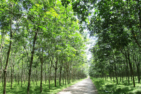 Phát triển không thể tách rời pháp luật