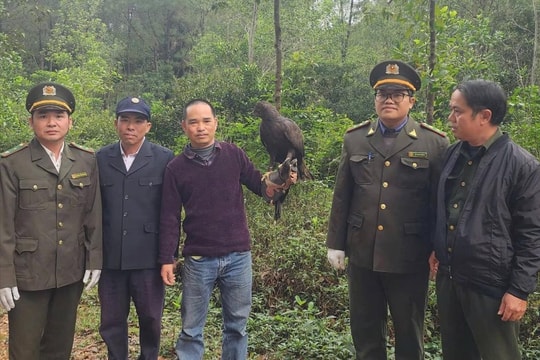 Thả rùa quý hiếm và đại bàng đen về môi trường tự nhiên
