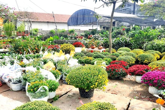 Làng hoa rộn ràng vào vụ Tết