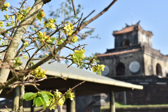 Sắc mai gọi xuân về trước Đại nội Huế