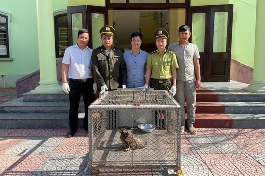 Tiếp nhận, cứu hộ cá thể diều hâu Miến Điện quý hiếm