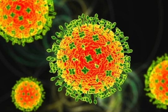 An Giang siết chặt phòng dịch do virus Nipah