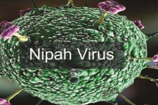 Tăng cường giám sát, phòng chống dịch bệnh do vi rút Nipah
