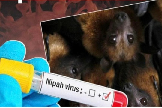 Ninh Bình tăng cường giám sát, phòng chống dịch bệnh do vi rút Nipah